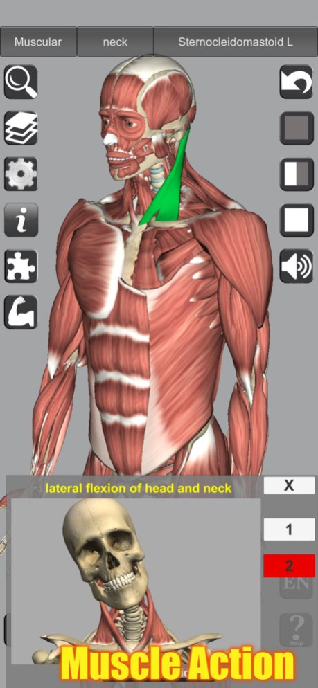 3D Anatomy 6.9 Screenshot