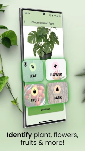 almond seed planting Almond Tree Seeds & Planting Growth Kit Organic Garden Seeds  Pure Asia  Seeds