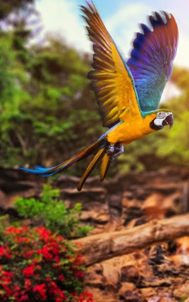 Animals Hd Live Wallpaper 6 0 Free Download