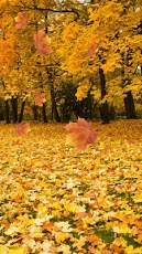 Autumn 3d Leaf Live Wallpaper 1 08 Free Download