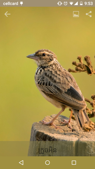 Baksey, The Cambodia Birds 2.0.0 Screenshot