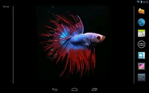 Betta Fish Live Wallpaper Free  Free Download