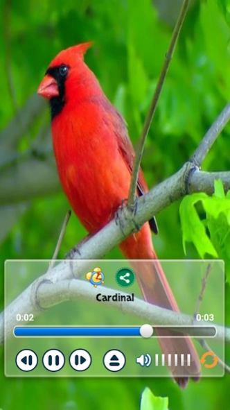 Birds Calls Sounds - Relaxing 1.1 Screenshot
