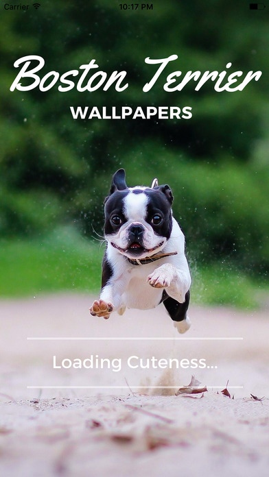 Boston Terrier Wallpapers Pro 1.0 Free