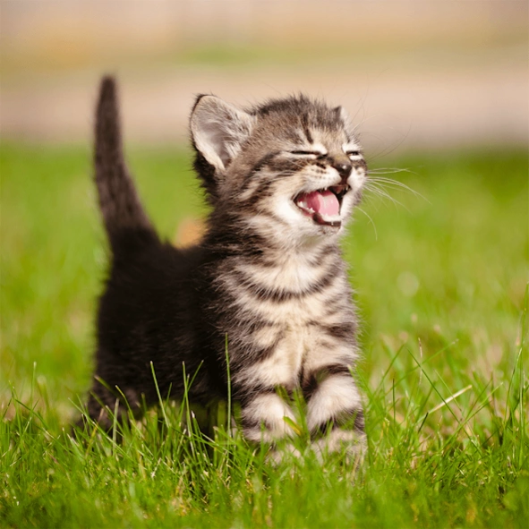 Cats & Kittens Jigsaw Puzzles 1.1.3 Screenshot