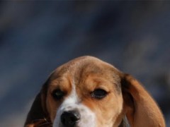 Cute Live Wallpapers Adorable Free Download