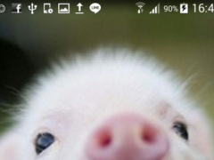 Cute Pigs Wallpaper 1 0 Free Download