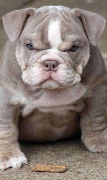 bulldog wallpaper