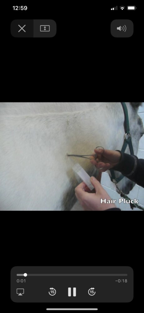Equine Dermatology 1.3 Screenshot