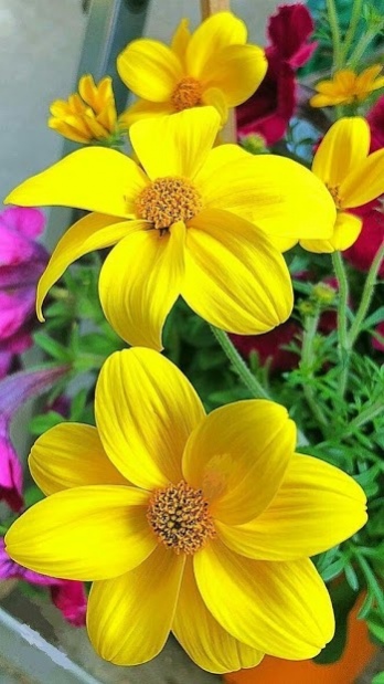 FLOWER LOVE ~~~ | Android wallpaper flowers, Flower phone wallpaper,  Beautiful flowers wallpapers