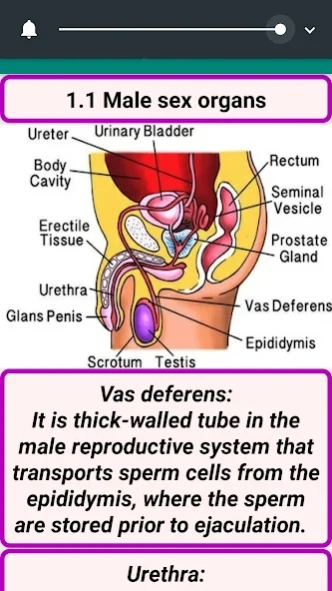 How to Get Pregnant Fast 1.1.1.3 Screenshot