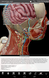 human anatomy atlas 5.0.43