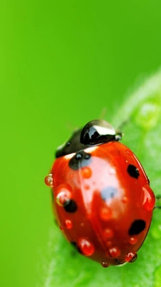 ladybird wallpaper