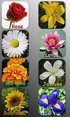 Flower Names - Learn with Examples for Kids