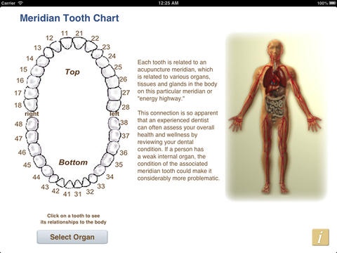 Dental Meridian Chart