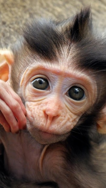 Monkey HD Wallpaper 1.12 Screenshot