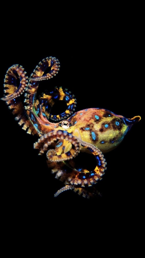 Octopus Live Wallpaper 1.4 Free Download