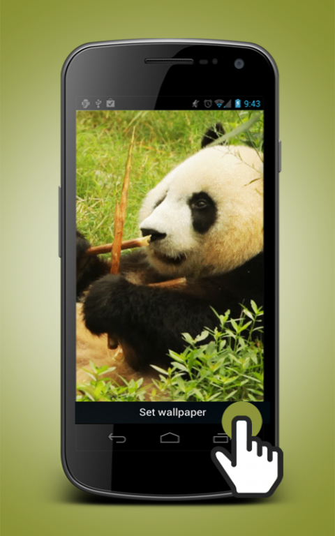 Panda Animated Wallpaper 2 0 Free Download