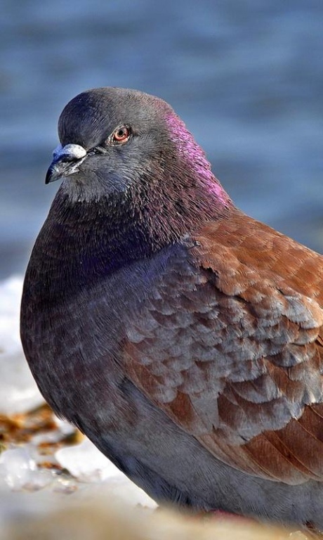 Pigeon Live Wallpaper 6 00 Free Download