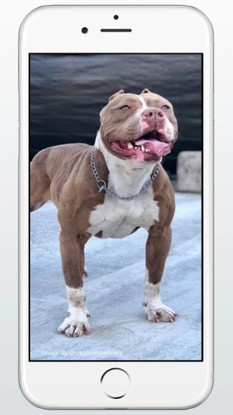 Pitbull Dog Puppies Wallpaper 1.2 Screenshot