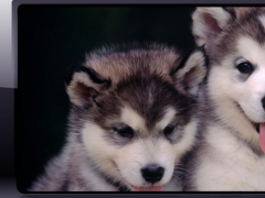 Puppy Husky Wallpaper 1 2 Free Download