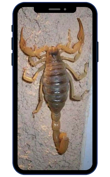 Scorpion Wallpapers Screenshot