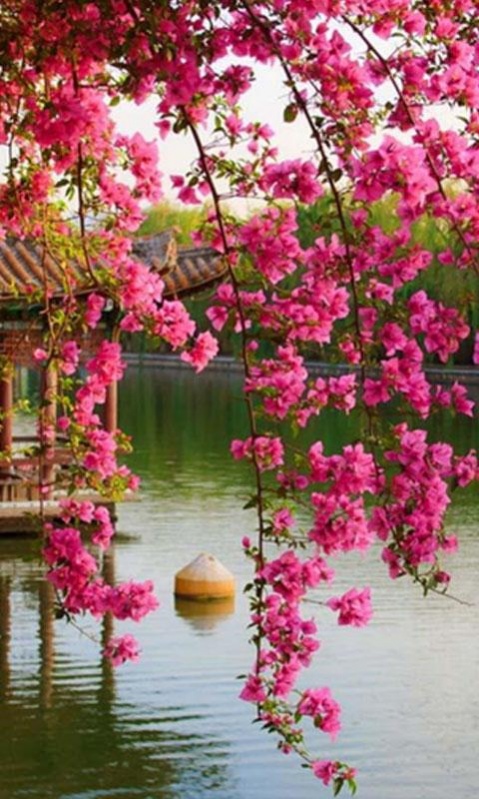 spring nature live wallpaper