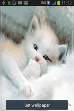 Spring cat live wallpaper for Android Spring cat free download for tablet  and phone