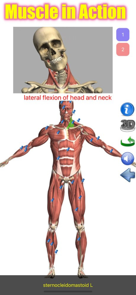 Visual Anatomy Lite 5.7 Screenshot
