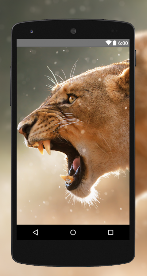 Wallpapers Lion 4k Uhd 6 0 Free Download